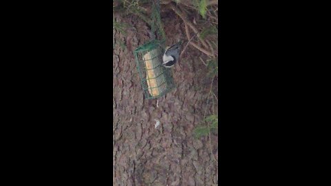 bird eating