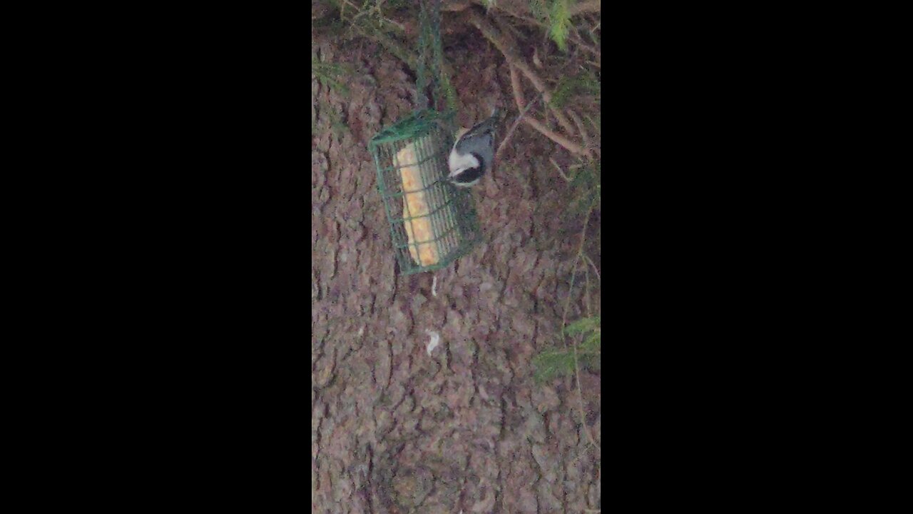bird eating