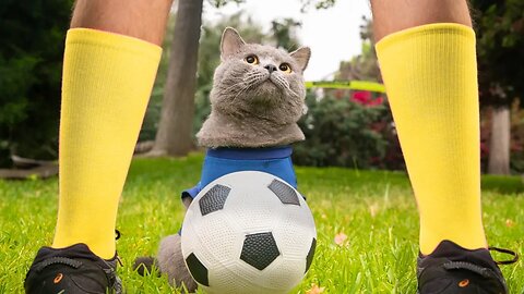 World Cup Cats: Feline Champions of the Game