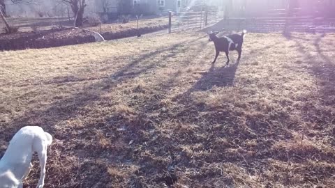 Strutting goat