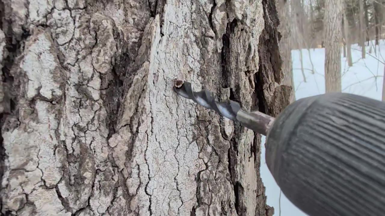 Its Maple Syrup Season, Lets tap some trees