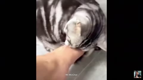 Best Funny Animal Videos