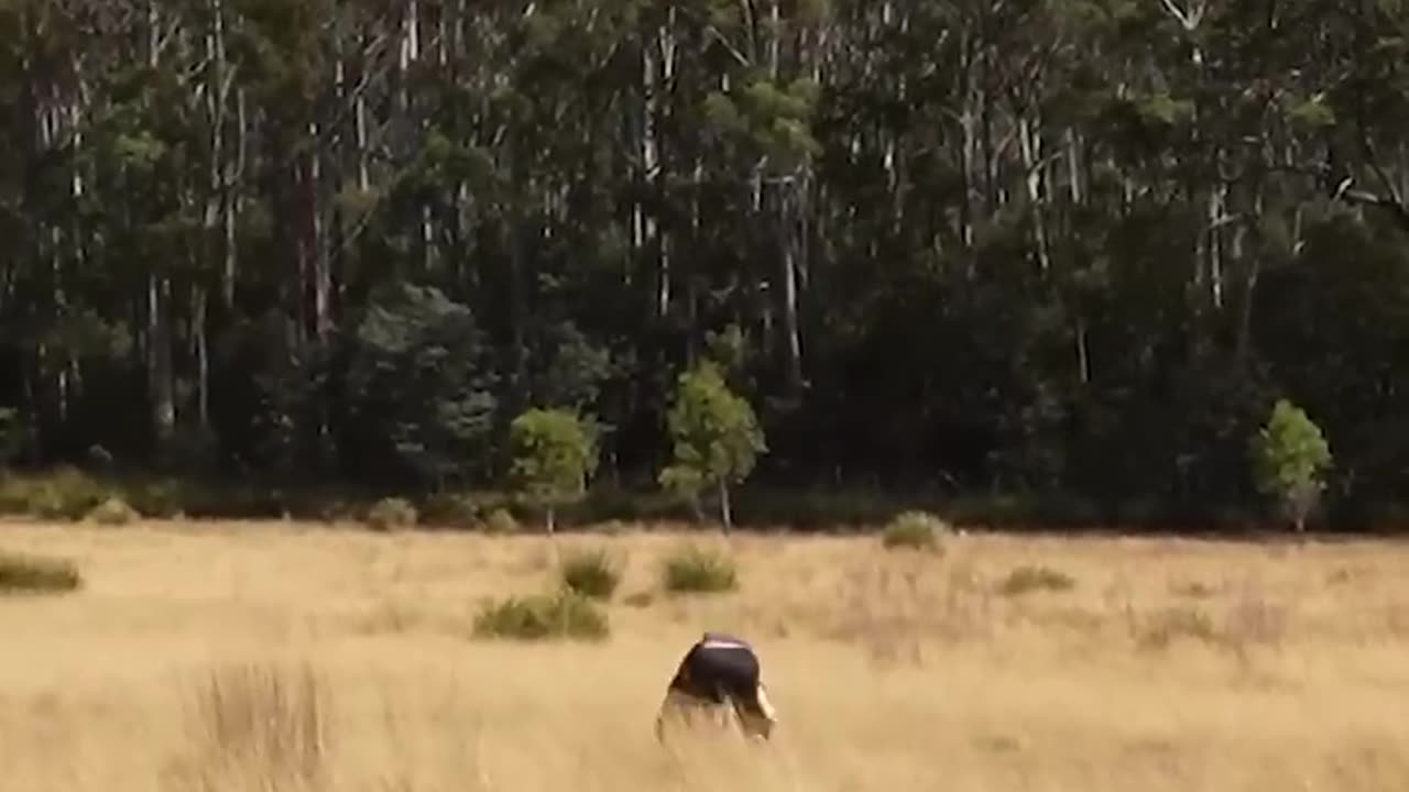 parkour of animals