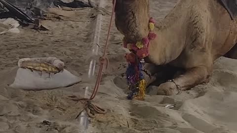 Camel viral funny dubbing on kumbh Mela #animaldubbing #viralshorts #funny #camel #animals