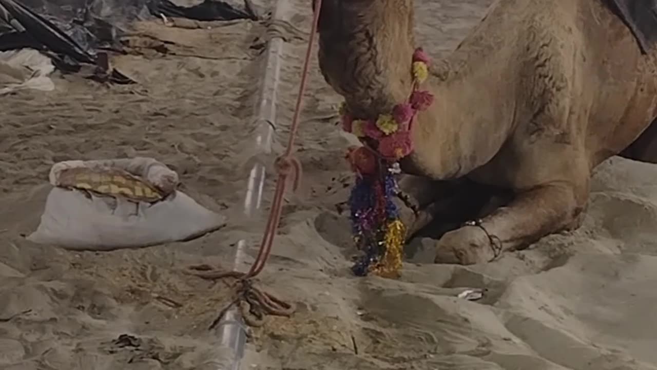 Camel viral funny dubbing on kumbh Mela #animaldubbing #viralshorts #funny #camel #animals