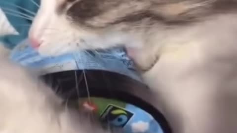 Silly cat stealing Ben and Jerry’s