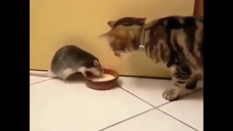 Funny Animal Videos 2025 _ Cute and Funny animals Videos Compilation #1