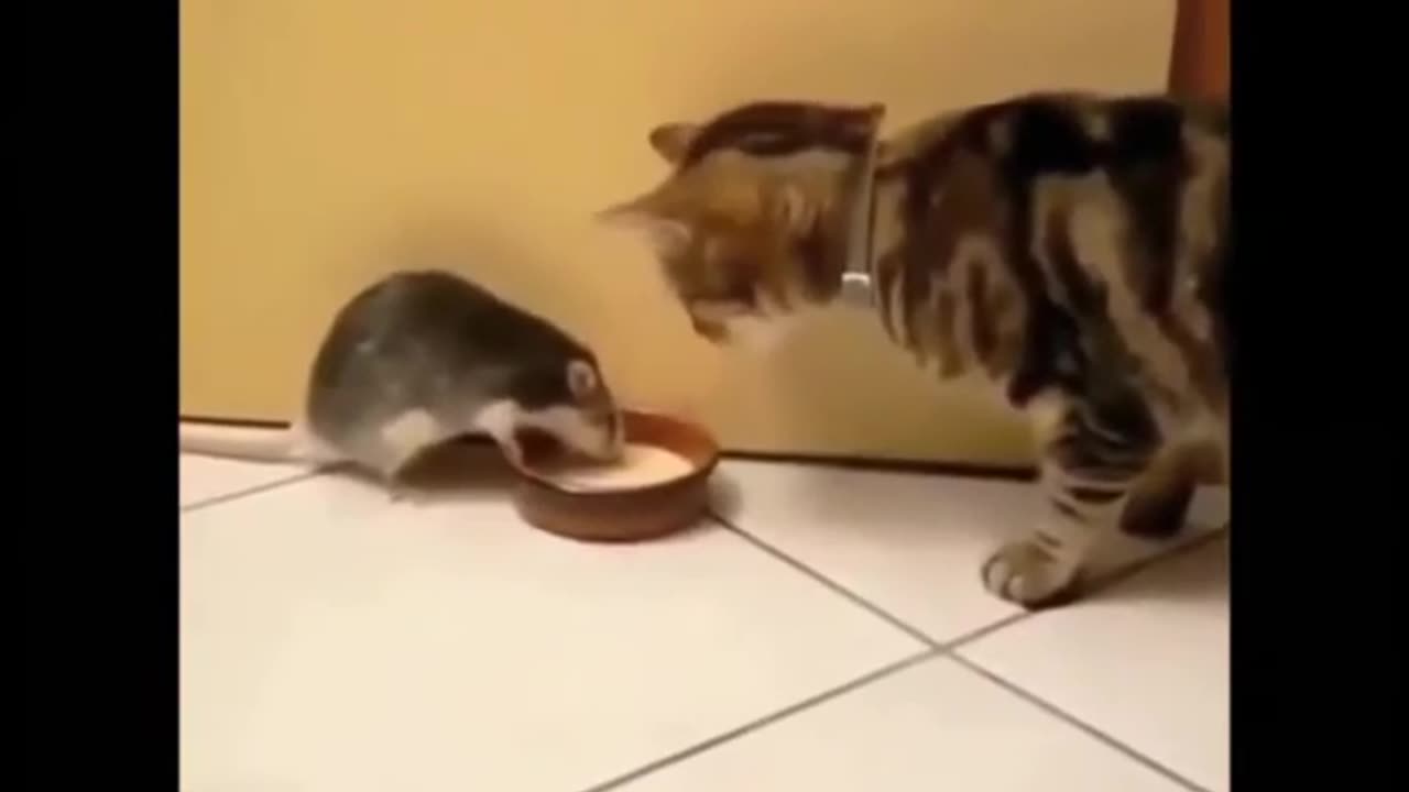 Funny Animal Videos 2025 _ Cute and Funny animals Videos Compilation #1
