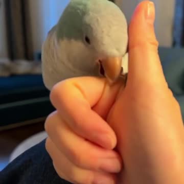 Majestic Parrots Taking Flight