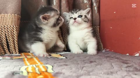 Adorable Kitten Cuteness