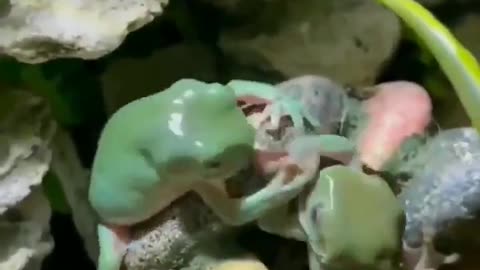 Two frogs fighting over a fly