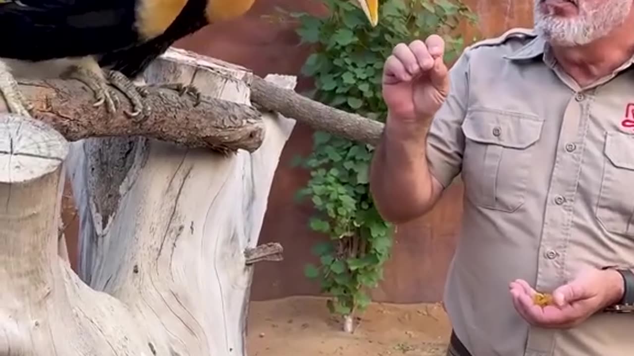 Prehistoric Birds🤩🔥 The Greater Hornbill is an absolute