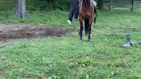 Wild Mustang Unexpectedly Runs Off