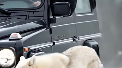 Mother Snow Wolf Saves Her Cubs with the Help of an Old Guy! _animals _rescueanimals _humanity