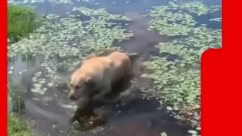 🐶 Köpeklerin Su ile İmtihanı! Şaşırtıcı ve Komik Tepkiler 😂🌊