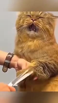 Catch the Cat Football Match 🤣🤣🤣