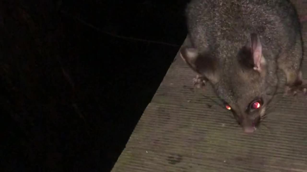 Pesky Critters. Possums