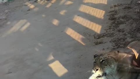 Tiger Wins Tug of War