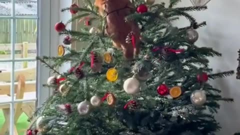 Cute Cats Christmas Celebration