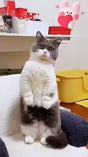 Funny Cats 🤣🤣🤣
