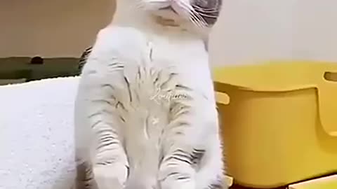 Funny Cats 🤣🤣🤣