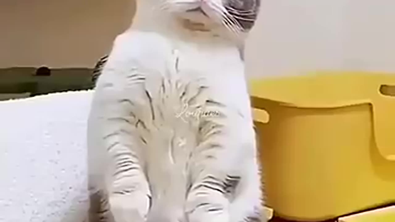 Funny Cats 🤣🤣🤣