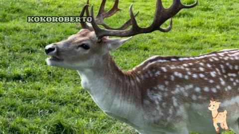 Unique facts about deer