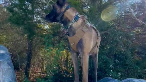 Belgian Malinois dog leaps on and across big rocks!🐕❤️