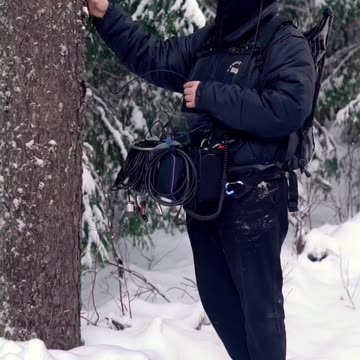 Trees have heart beats ?