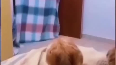 fun with animals