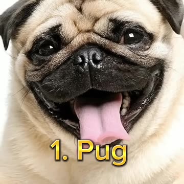 Top ten cute dogs in the world//