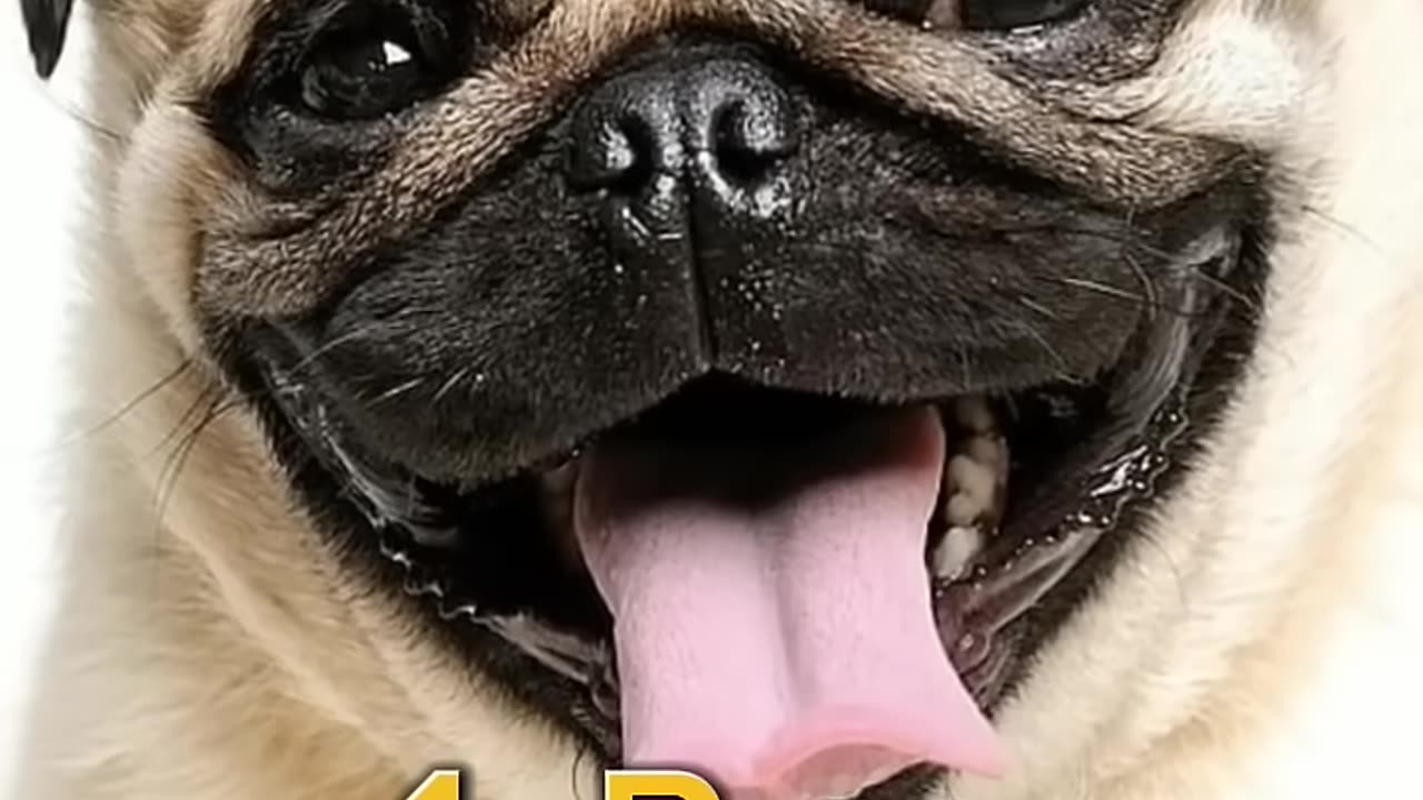 Top ten cute dogs in the world//