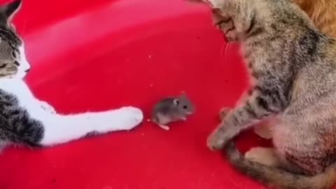 Funny animals