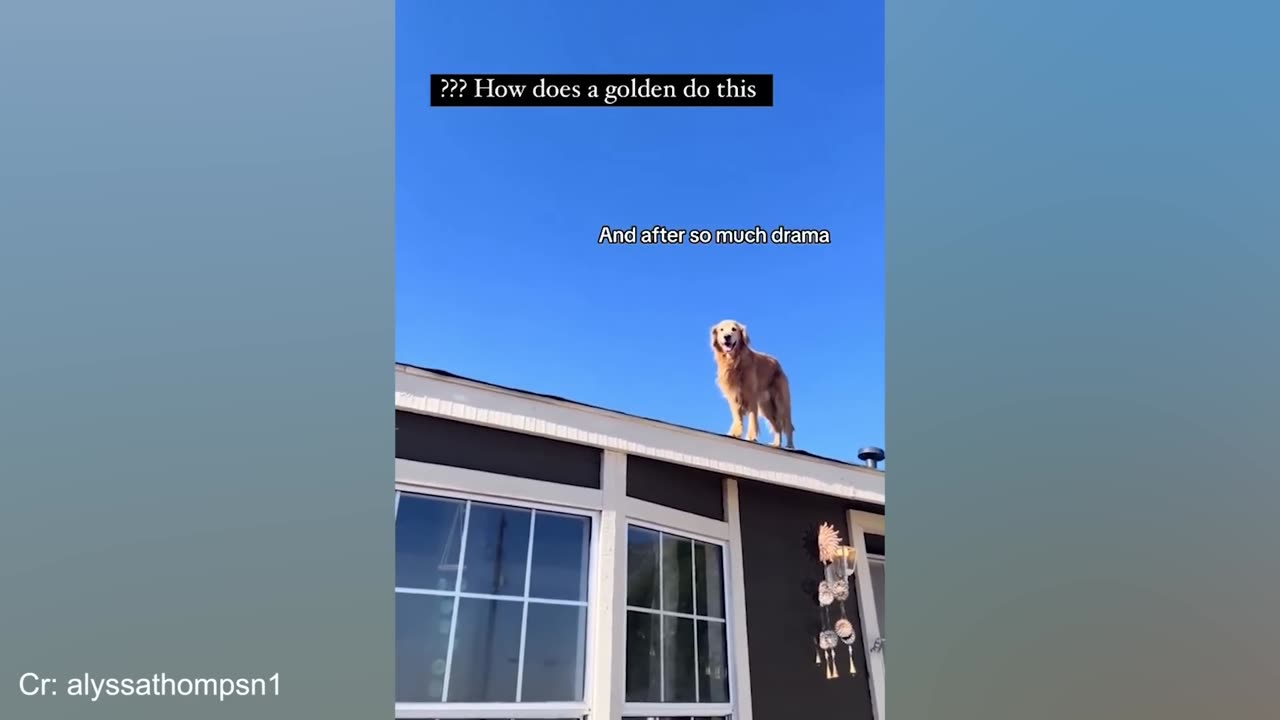 DOGS Will Break Your Heart 😹 FUNNY Dog videos of 2024