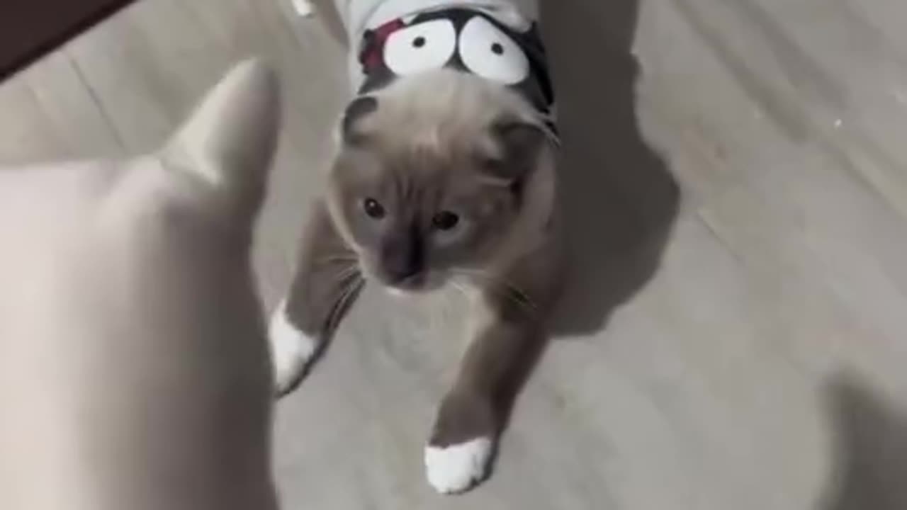 Funny moments cat #funny #shorts #cat