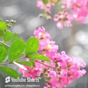 Relaxing Piano Music & Gentle Rain Sounds 💧 Your Relaxing Music