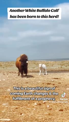 What does the Great White Buffalo prophecy entail?