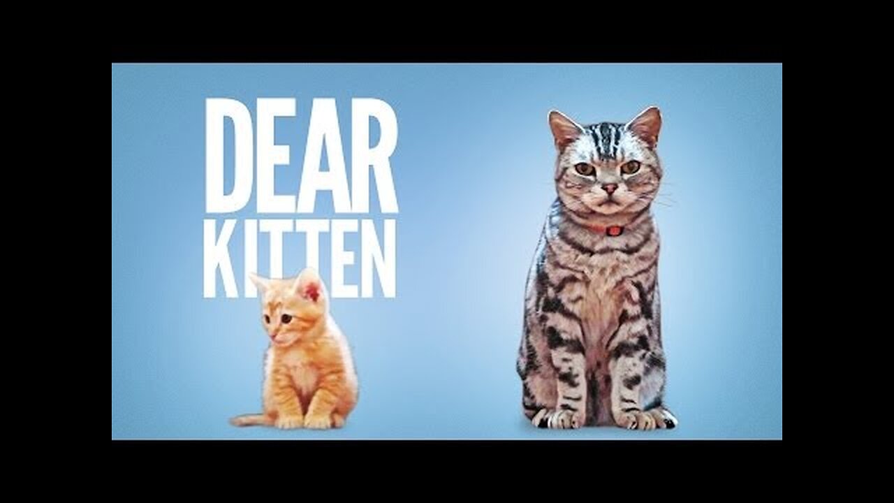 Dear Kitten