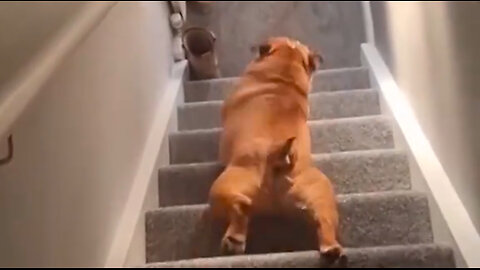 Different ways for dogs to go downstairs 😂😂