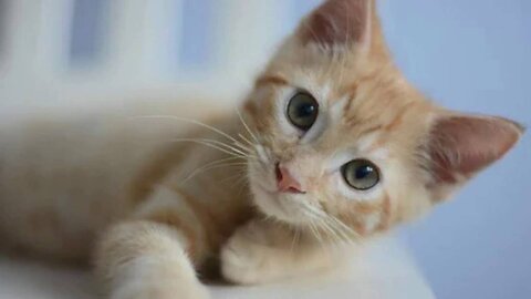 Cute & funny kitten 🐺🐱