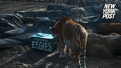 Iowa zoo tiger predicts winner of Chiefs-Eagles showdown