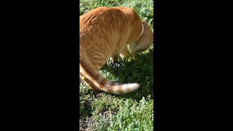 "¿Alguna vez te has preguntado por qué tu gato rasca alrededor de su comida antes de comer?