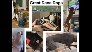 Great Dane Dogs will have you Rolling On the Floor Laughing 😂 NEW Funny Dogs Videos 10m