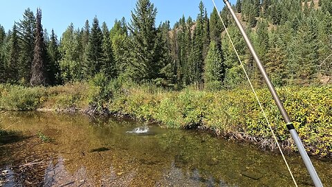 Stream full of trout!