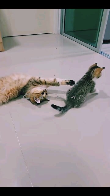 NEWSMAX2 LIVE Cat With Kittens On The House Floor 🐈 Viral Trending HeroicAnimals Viral