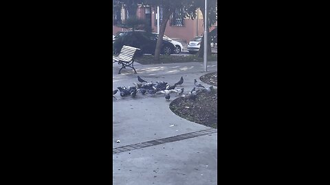 Pigeons