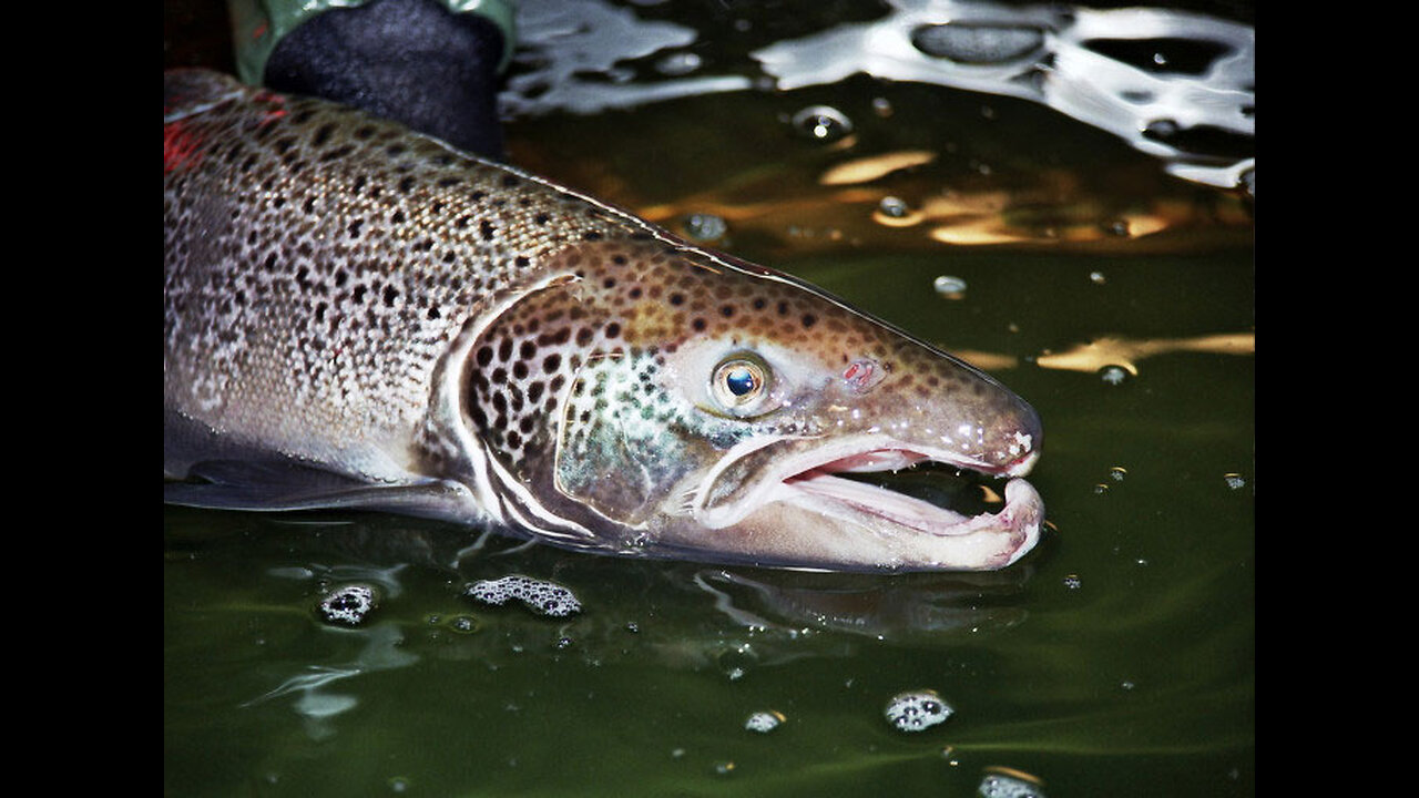 Canadian Aquaculture -Salmon Farming in BC