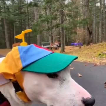 Try not to laugh🤣 Funny animals😹‖ #shorts #funnyvideos