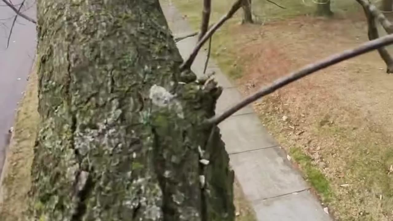 Extreme tree maneuvers