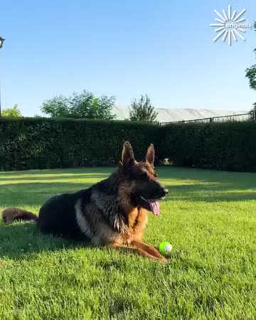 Shepherd dog's adorable first bath experience!